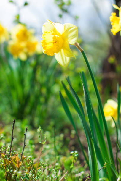 istock Early spring flowers growing outdoors 1435097190