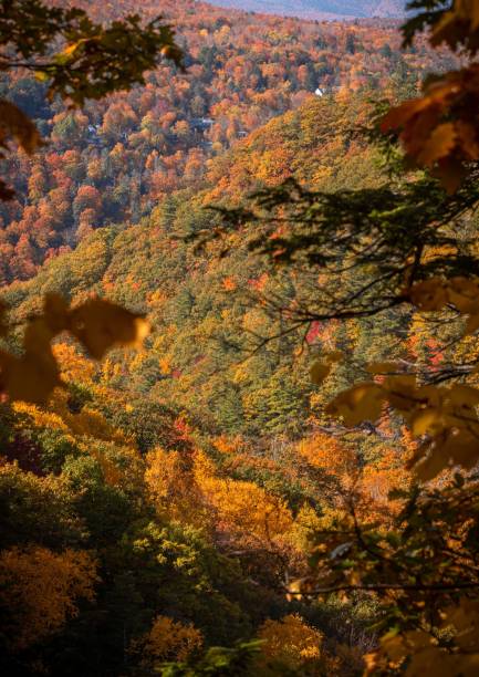 istock Magic autumn forest with colorful trees, vertical 1435097322