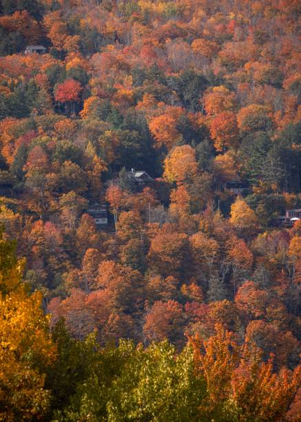 istock Magic autumn forest with colorful trees, vertical 1435097334