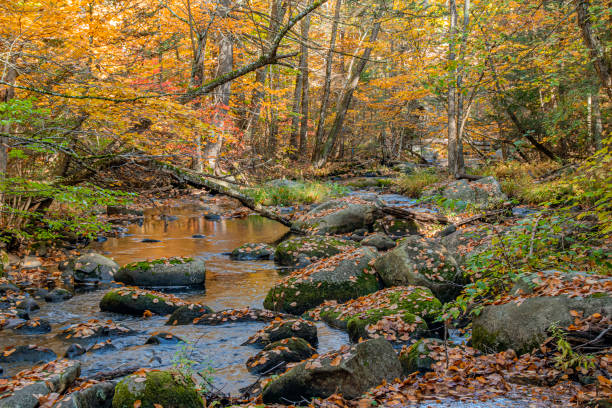 istock autumn along  willard brook  in willard brook state forest 1435098869