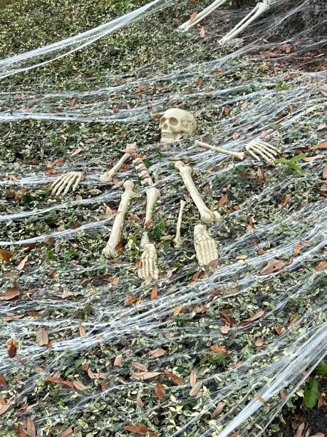 Skeleton in Spider Web stock photo