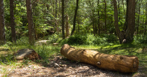 Molinicos and the surroundings 2