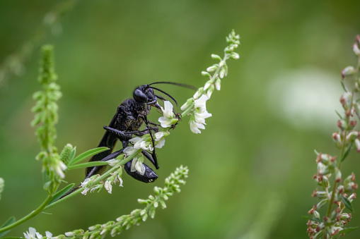 Great black wasp, (Sphex pensylvanicus), Grand sphex noir