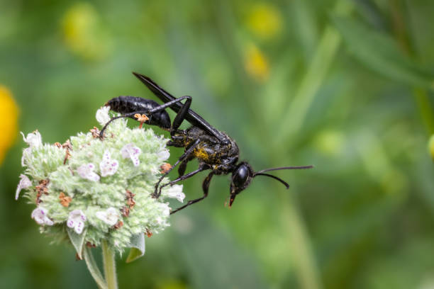 istock Great black wasp, (Sphex pensylvanicus), Grand sphex noir on Clustered Mountainmint flowers. 1435100448