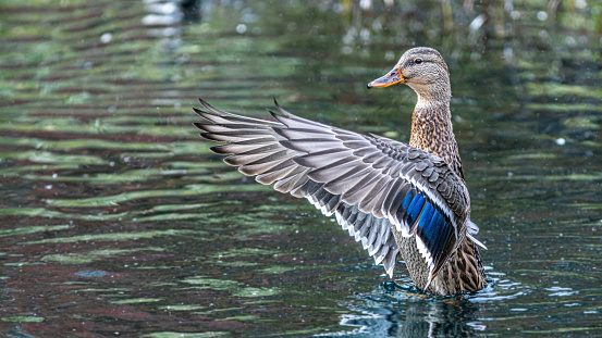 A female Mallard duck grooms herself in a boreal forest pond.