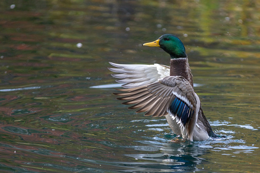 A female Mallard duck grooms herself in a boreal forest pond.