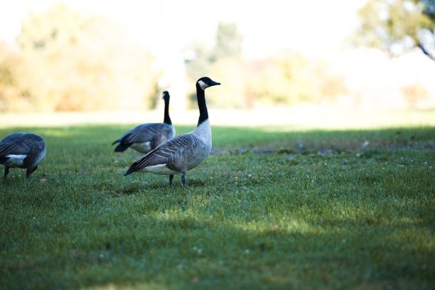 istock Selective focus shot of a goose walking in a meadow 1435100995