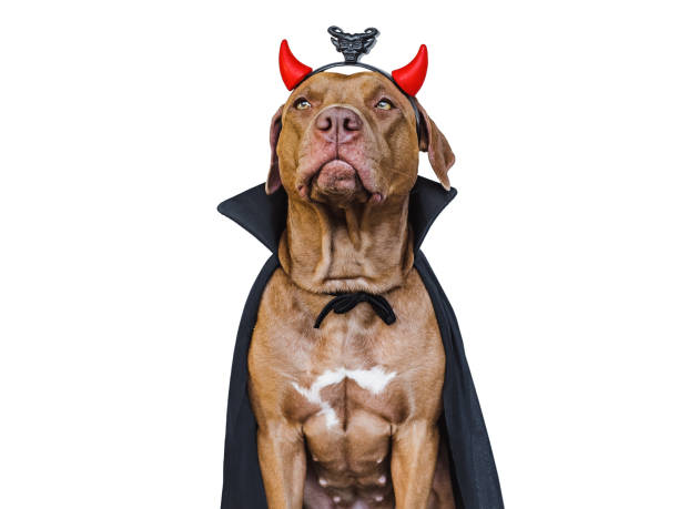 istock Charming, lovable brown dog and Count Dracula costume 1435101162