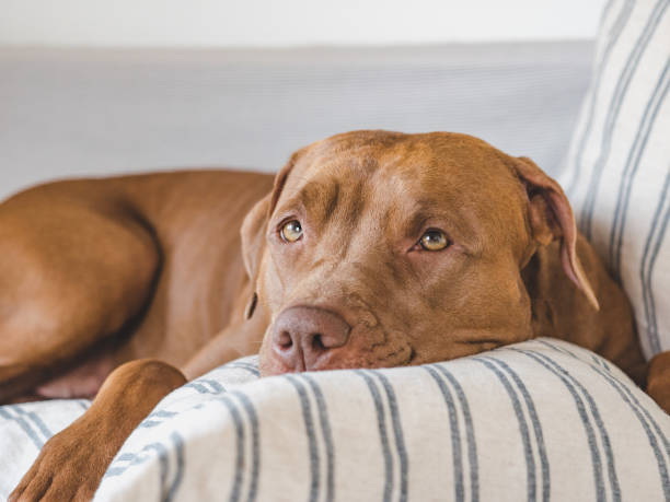istock Lovable, pretty puppy lying on the bed 1435101859