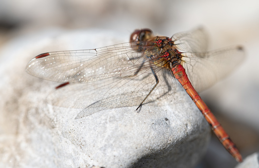 Close up of a dragonfly perched on a weathered blond wood. You can see the love from behind. The wings shimmer in the sunlight.