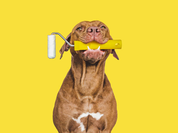 istock Lovable, pretty puppy and painting tools. Close-up 1435102254