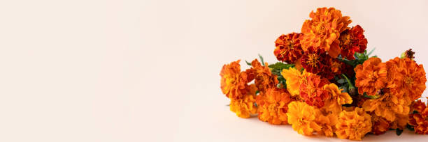 istock Orange flowers marigolds banner 1435102337
