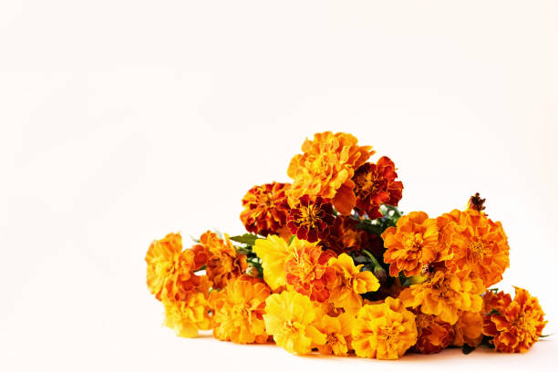 istock Orange flowers marigolds 1435102431