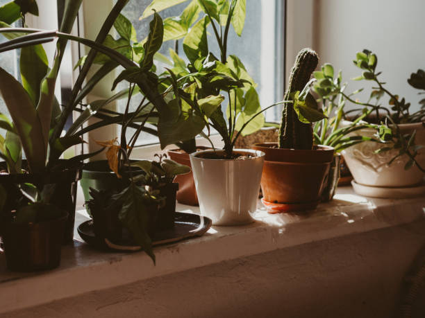 istock Different potted plants near window at home 1435102610