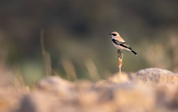 Western Black-Eared Wheatear (Oenante Hispanica) Western Black-Eared Wheatear (Oenante Hispanica) oenanthe hispanica stock pictures, royalty-free photos & images
