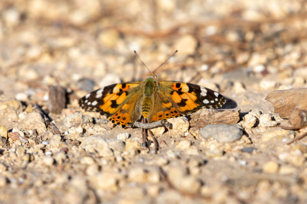 istock Painted Lady Vanessa Cardui on the ground 1435103577