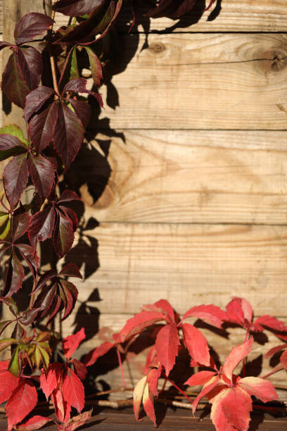 Rustic wooden background with frame of autumn leaves