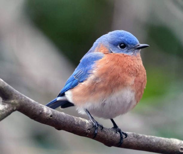 istock Little,  Puffy Male Bluebird 1435105363