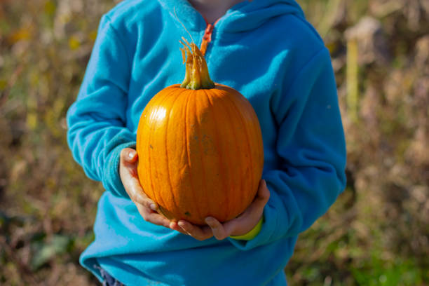 children's hands holding an orange pumpkin, close-up, no face