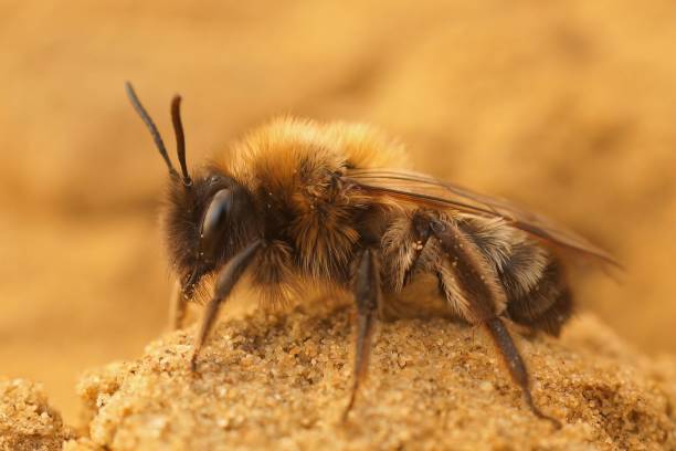 istock Macro shot of nycthemeral mining bee (Andrena nycthemera) 1435106767