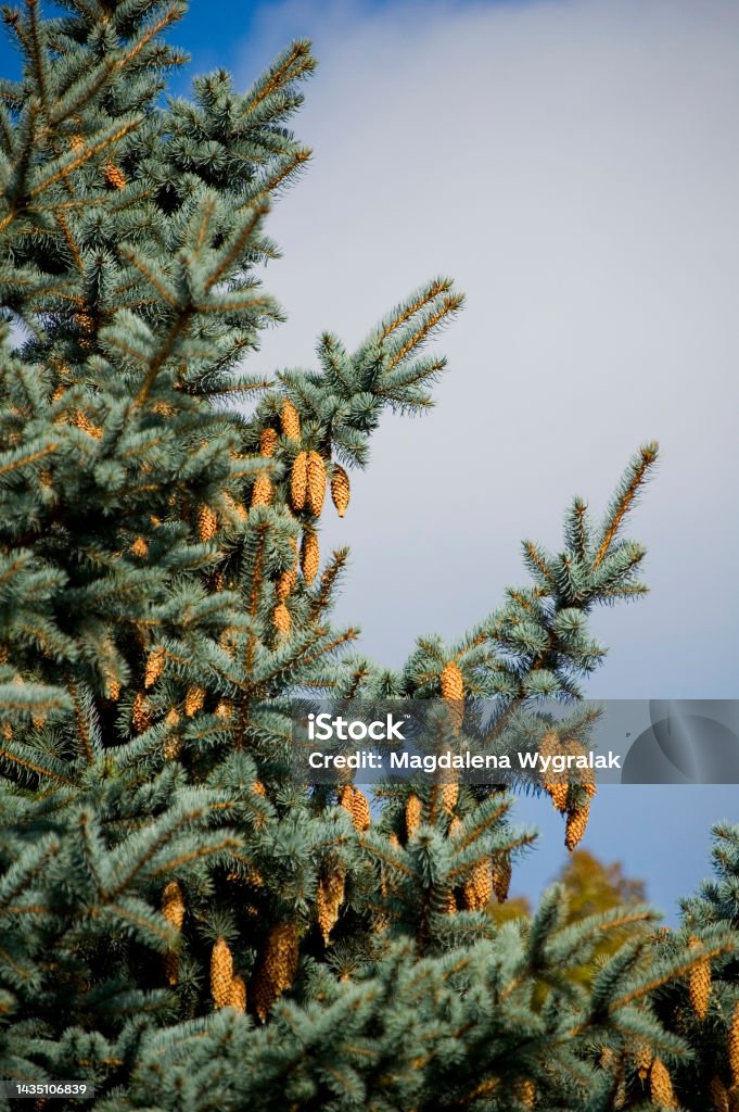Picea pungens - Blue Spruce tree with cones. Abundance Stock Photo