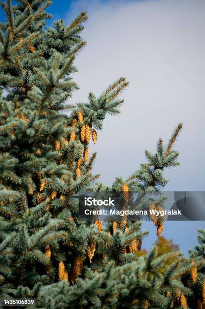 Picea Pungens Blue Spruce Tree With Cones Stock Photo - Download Image Now - Abundance, Biology, Blue