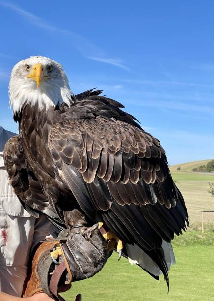 istock Closeup of a beautiful eagle with long bright feathers on a blue sky background 1435107000