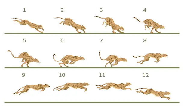 Vector illustration of Animation cycle of a cheetah. Predator run. Twelve key frames.