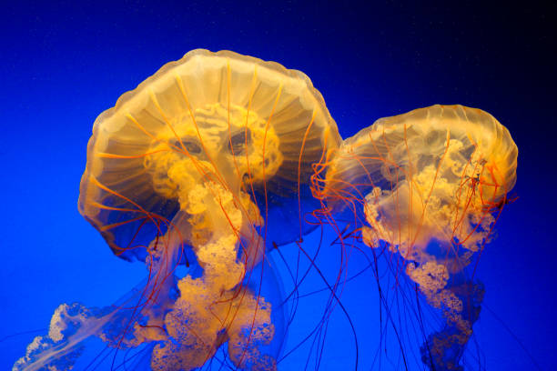 istock Jellyfish Chrysaora Fuscescens pair 1435109302