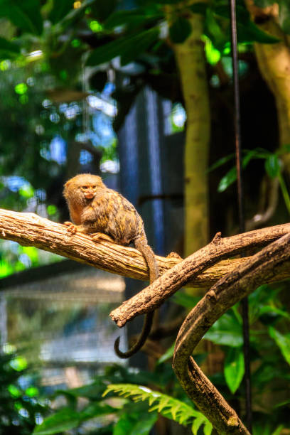 Western pygmy marmoset (Cebuella pygmaea), smallest monkey in the world, on a branch Western pygmy marmoset (Cebuella pygmaea), smallest monkey in the world, on a branch pygmy marmoset stock pictures, royalty-free photos & images
