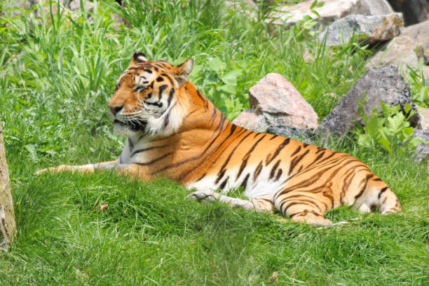 istock Side view of resting Sumatran Tiger 1435109385