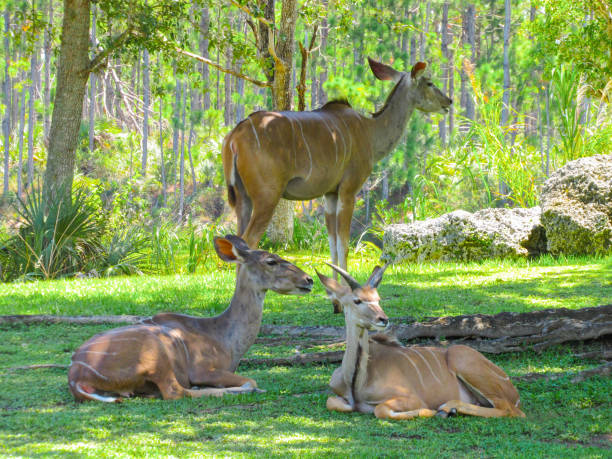 Group of Giant Elands Three Giant Elands on green grass with rocks and trees in the background giant eland stock pictures, royalty-free photos & images