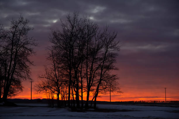 istock Winter bright orange and purple sunset with trees in the foreground. 1435109645