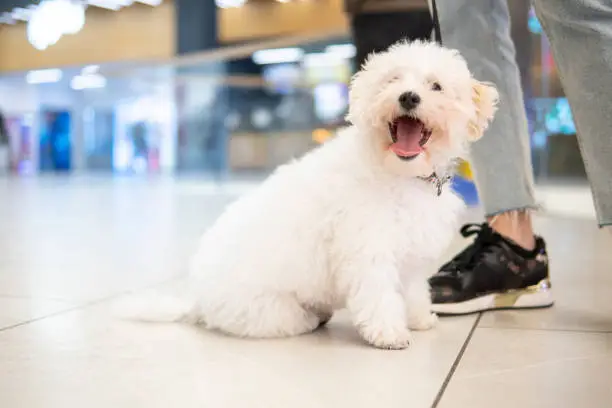 Picture of a small white dog in a shopping mall