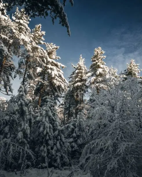 A vertical shot of a winterforest of high snowy spruce trees under a clear blue sky