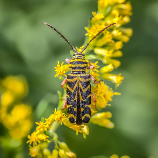 barrenador de la langosta, (megacyllene robiniae), locust rosene, coleoptera, chrisomeloidae. - megacyllene robiniae fotografías e imágenes de stock