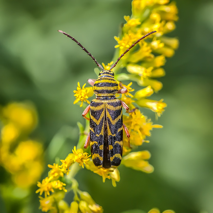 Locust borer on a goldenrod in the Laurentian forest in autumn.