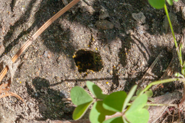 A burrow of Melissodes trinodis, a long-horned bee that lives underground.