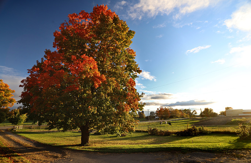 A large maple tree with fire red highlights in a green pastoral scene