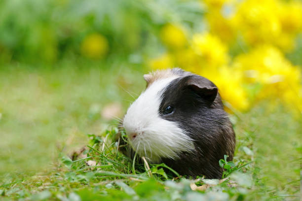 istock Guinea pig close-up on green grass in summer 1435113314