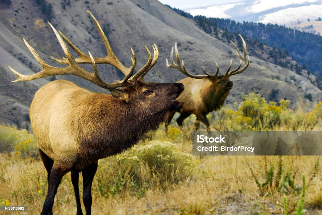 Elk Confrontaion. Elk in a beautiful scenic background with second elk in confrontation. Animal Wildlife Stock Photo