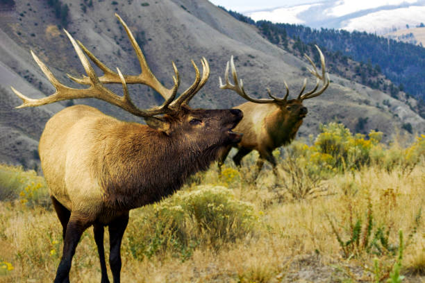 Elk Confrontaion. stock photo