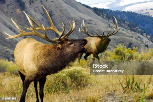 Elk Confrontaion Stock Photo - Download Image Now - Animal Wildlife, Antler, Bugling