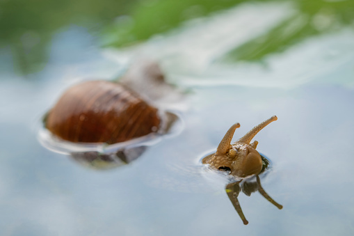 A burgundy snail is swimming in the pond, Moscow region, Russia