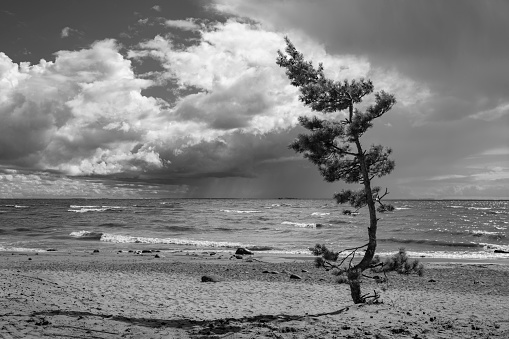 A pine tree is growing on the coast of the Baltic Sea, with the rain falling in the background, Baltic coast, Russia