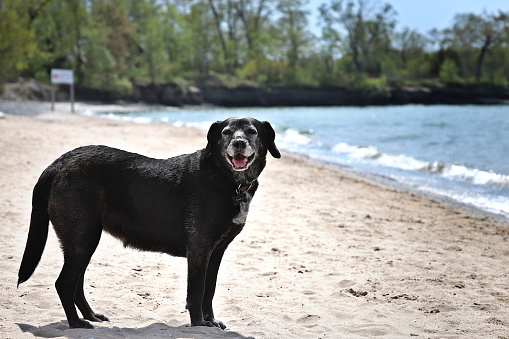 White faced Lab-type mixed breed dog on a sandy beach