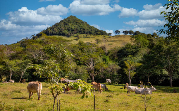 View of a hill in the Ybytyruzu Mountains in Paraguay that looks like an overgrown pyramid. stock photo