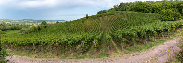 istock Obernai, France - 09 05 2022: Panoramic view of vine fields along the wine route 1435114962