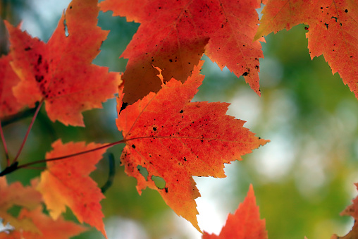 Bright red Maple Leaves