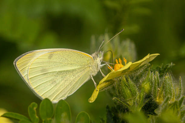 A Cabbage butterfly enjoys a small dose of fall sunshine in the Laurentian Forest in autumn.